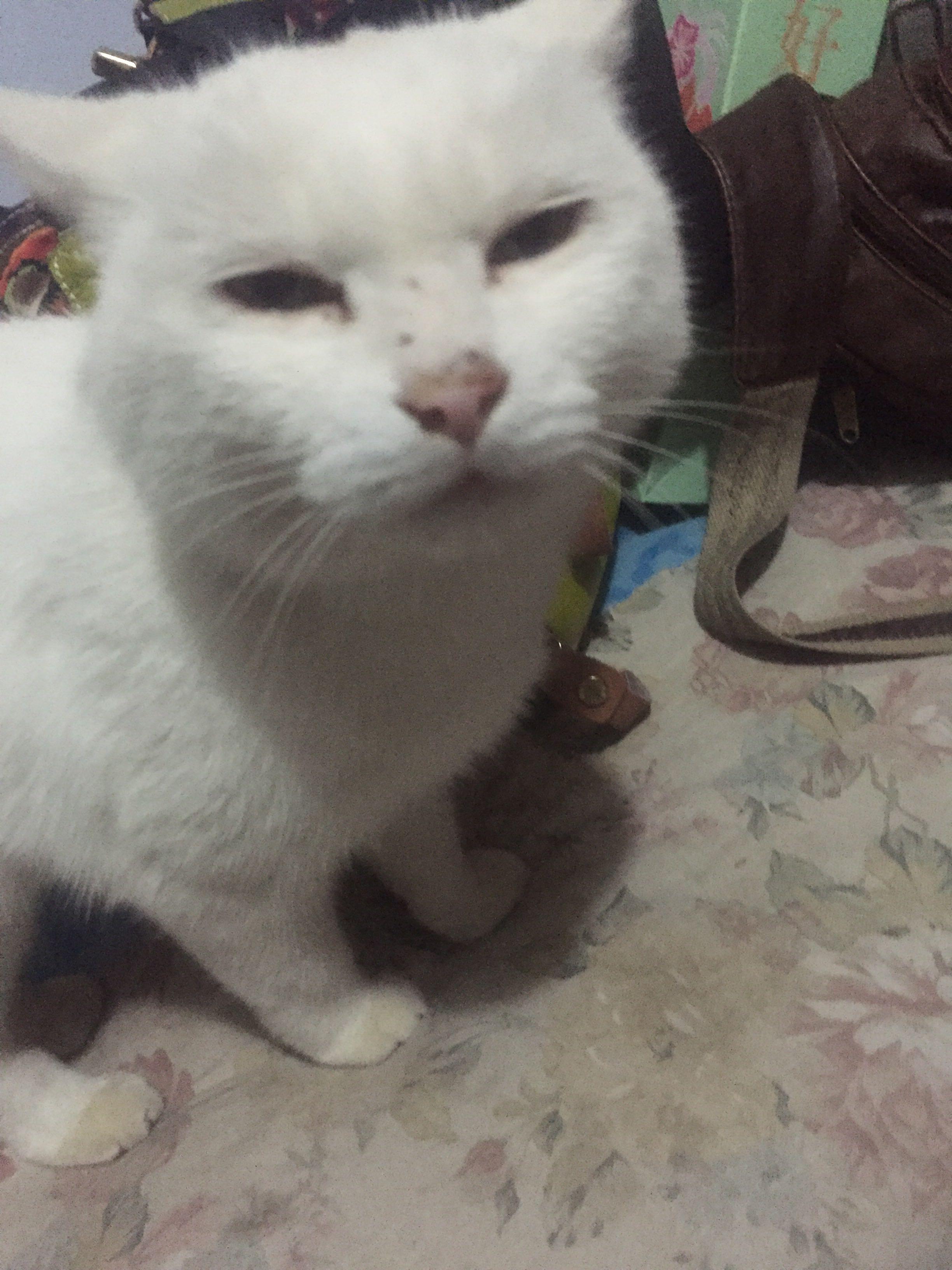 有一只眼睛小的猫是一种什么样的体验? - 天才