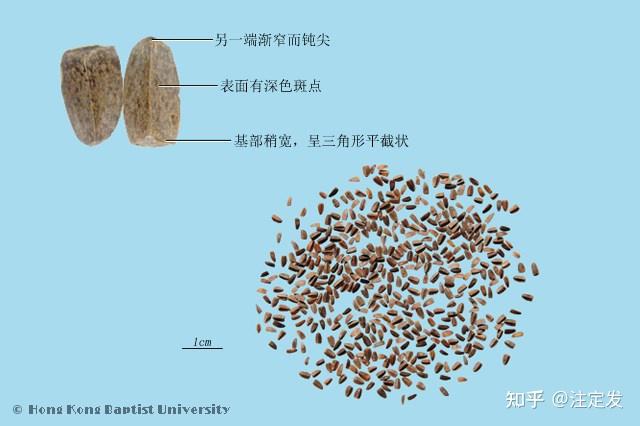 生茺蔚子长于清肝明目.用于目赤肿痛或目生翳膜.