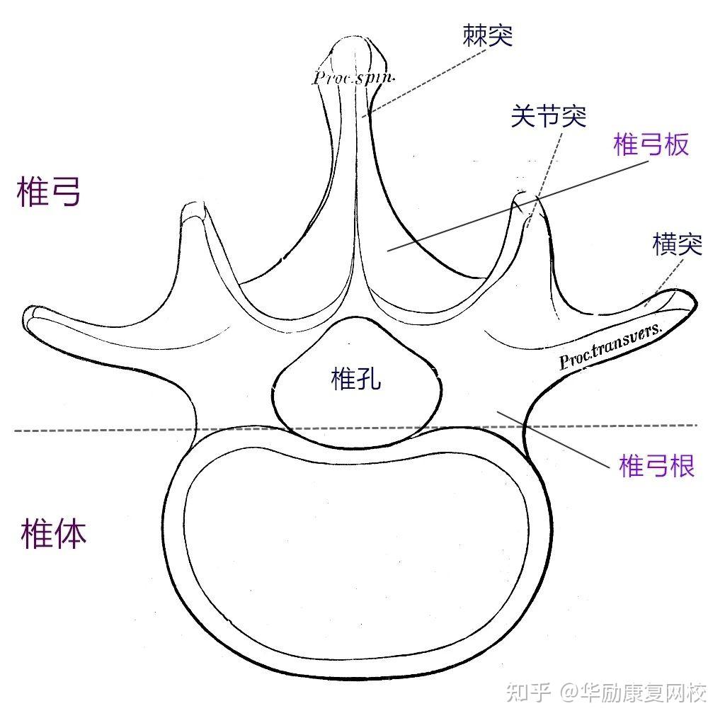 椎骨图形图片