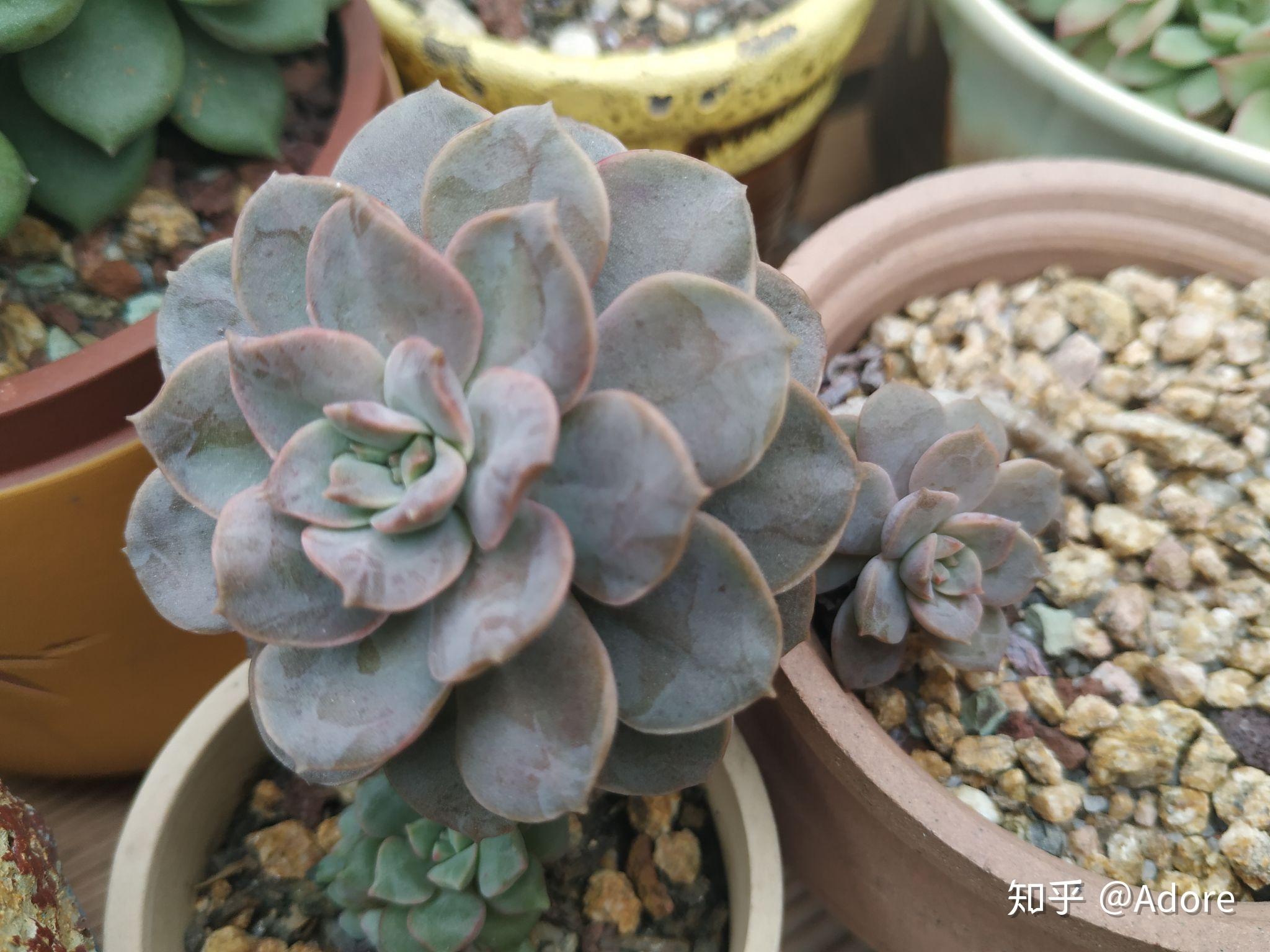 常见多肉植物品种图鉴 - 知乎