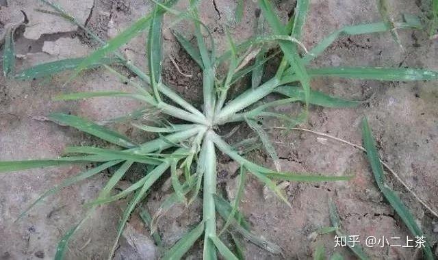 野鸡爪,抓根草,鸡爪草,蟋蟀草牛筋草苍耳子因为全身带刺,喜欢恶作剧的