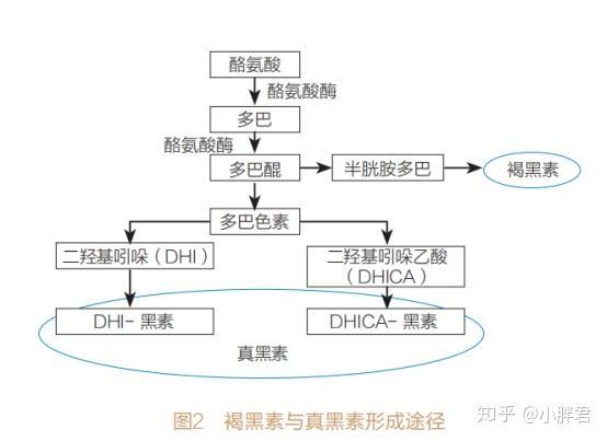 皮肤中各种色素导致皮肤暗黄的机制