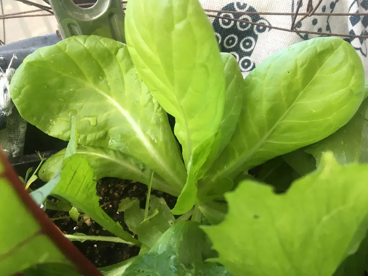 阳台种植奶油生菜简单几步实现可持续收菜