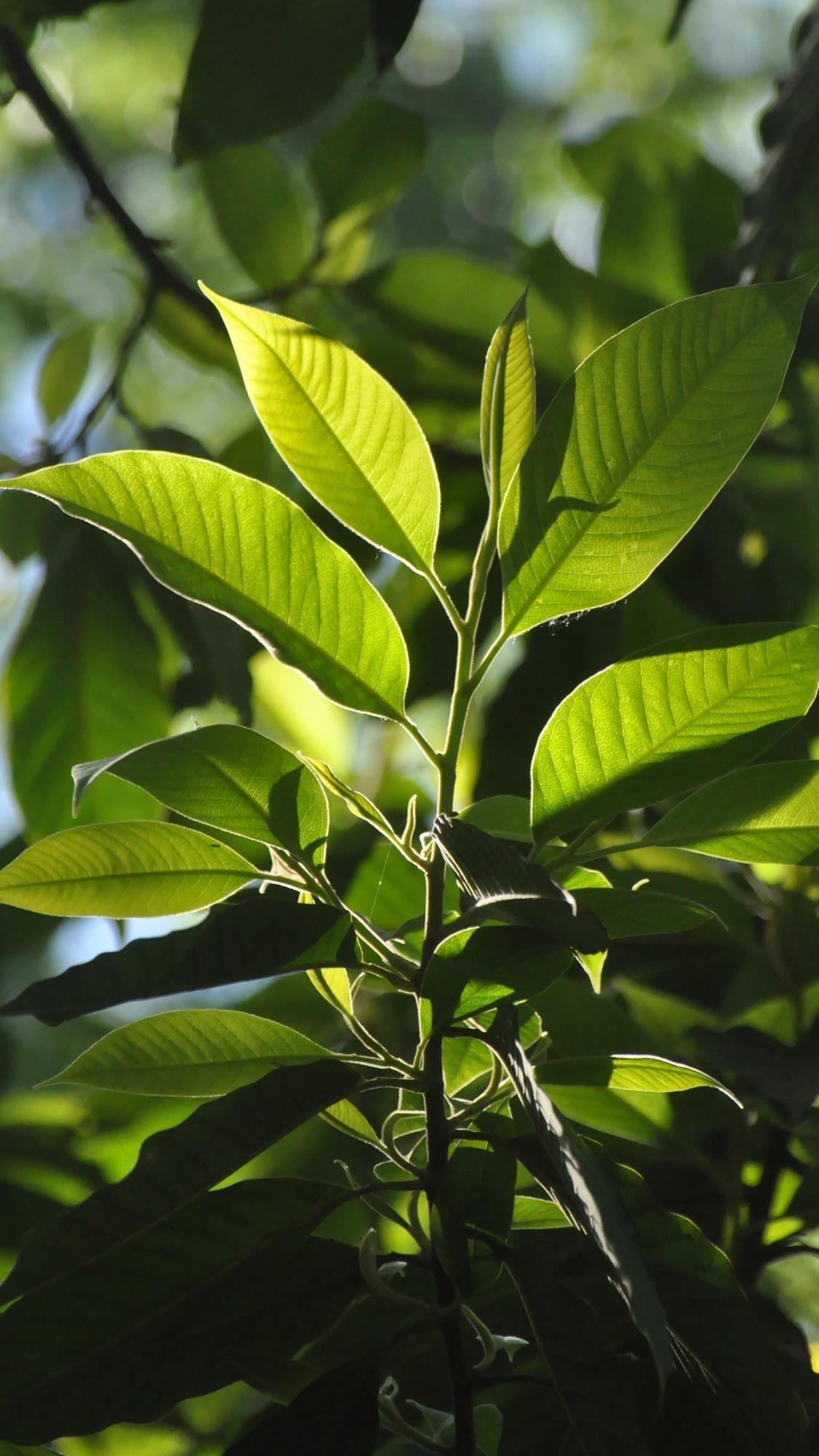 iphone12全面屏个性壁纸和头像 - 知乎