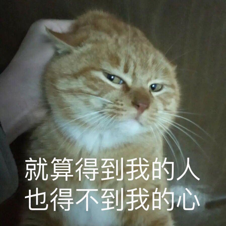 有哪些可爱的猫猫表情包? - 知乎