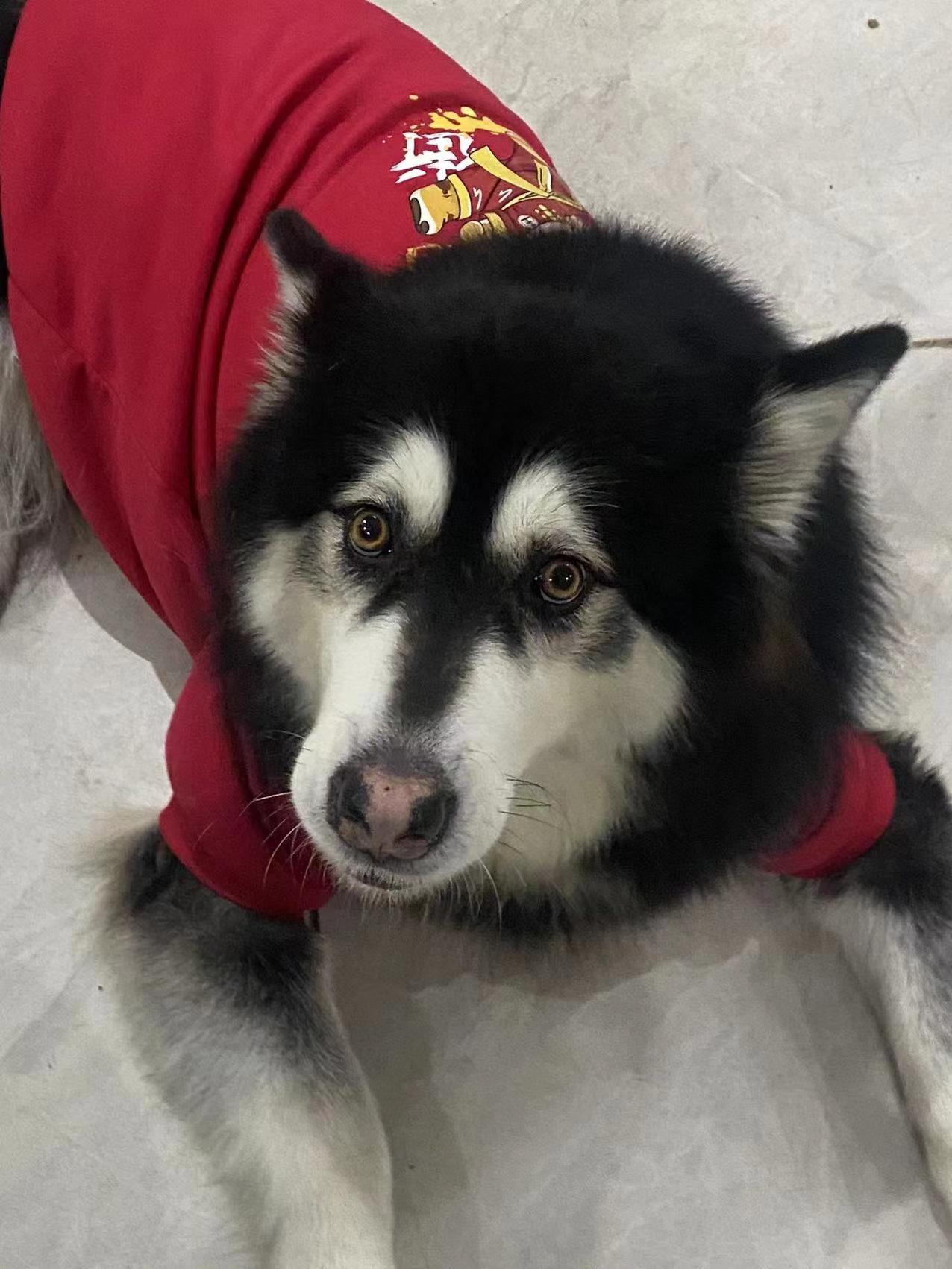 佛山市南海区大沥镇平地泗沥村寻找黑白母阿拉斯加犬