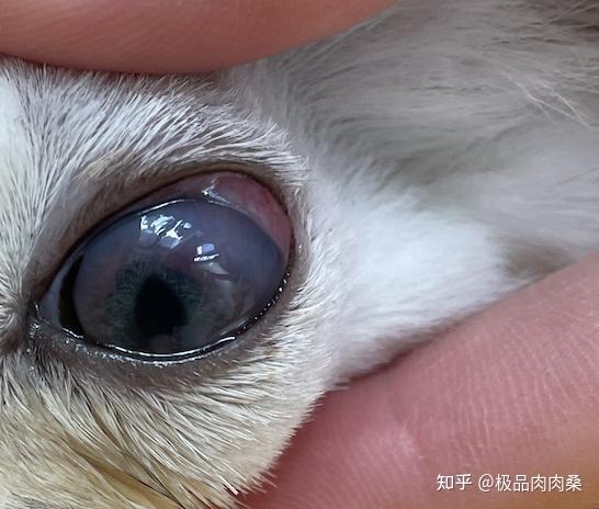 小猫咪葡萄膜炎的症状和治疗经历分享 - 知乎