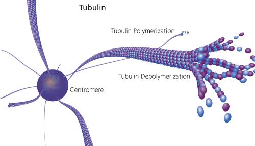 tubulin