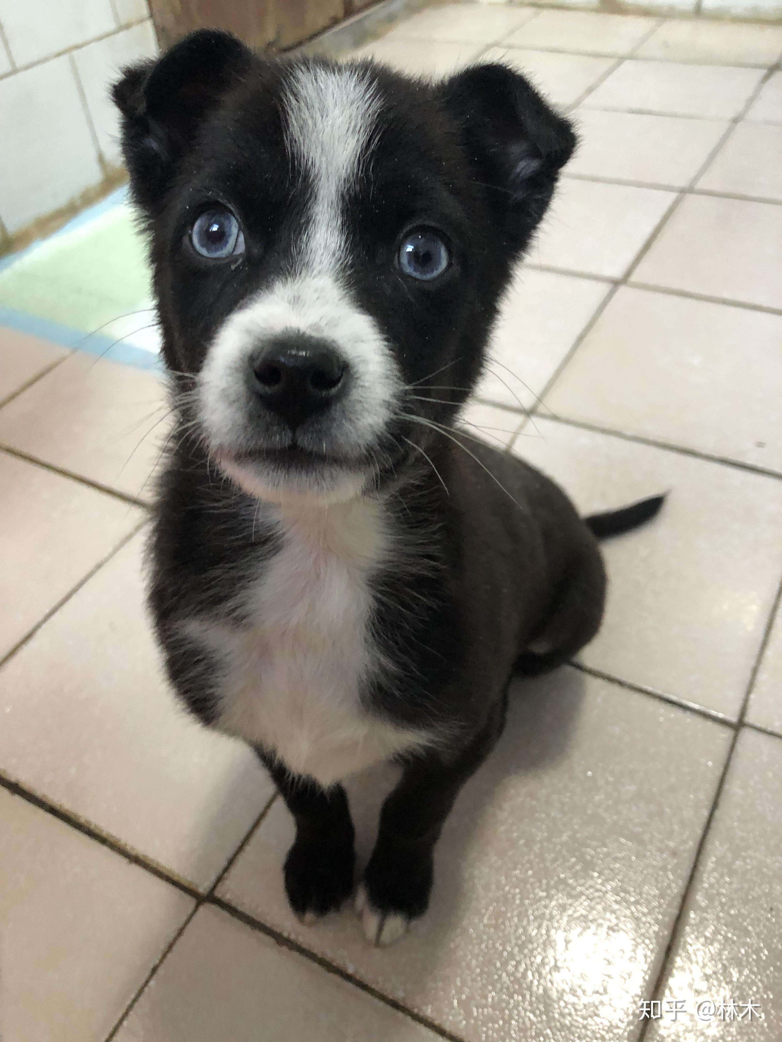 在乡下逮了一只蓝眼睛黑土狗,是有哈士奇的基因吗? - 知乎