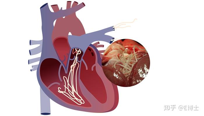 怎样避免狗狗不被心丝虫感染