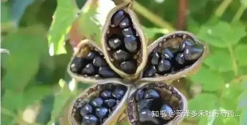 紫斑牡丹种子的