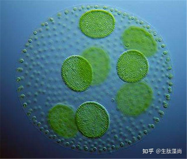微藻应用潜力有多大?揭秘微藻界的最强王者 -- 雨生红球藻 - 知乎