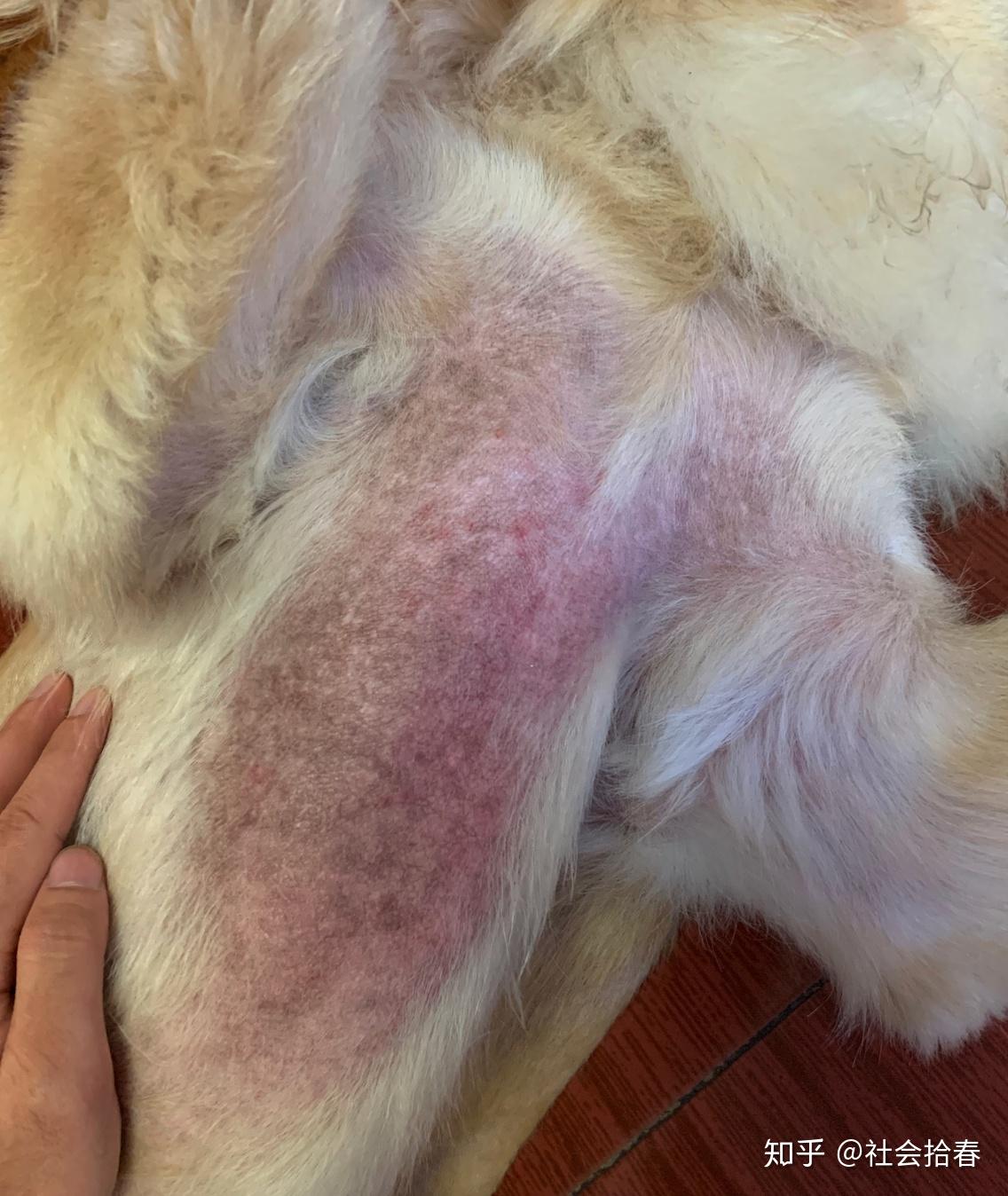 犬异位性皮炎及治疗用药方法