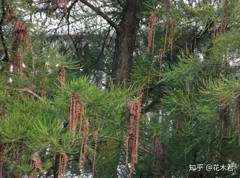 国家Ⅰ级濒危重点保护珍稀植物:水松 - 知乎
