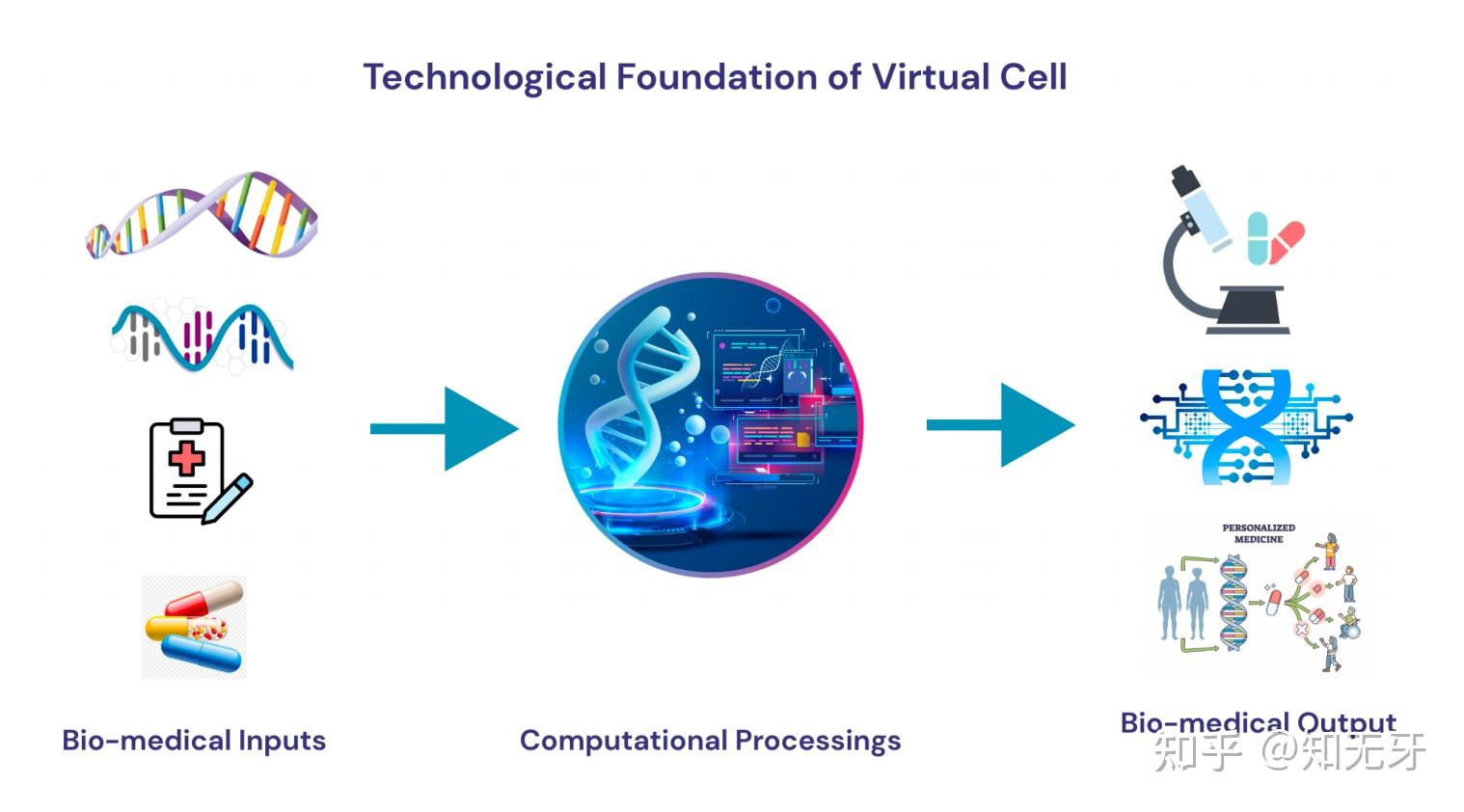 虚拟细胞(Virtual Cells):从概念框架到生物医学应用 - 知乎