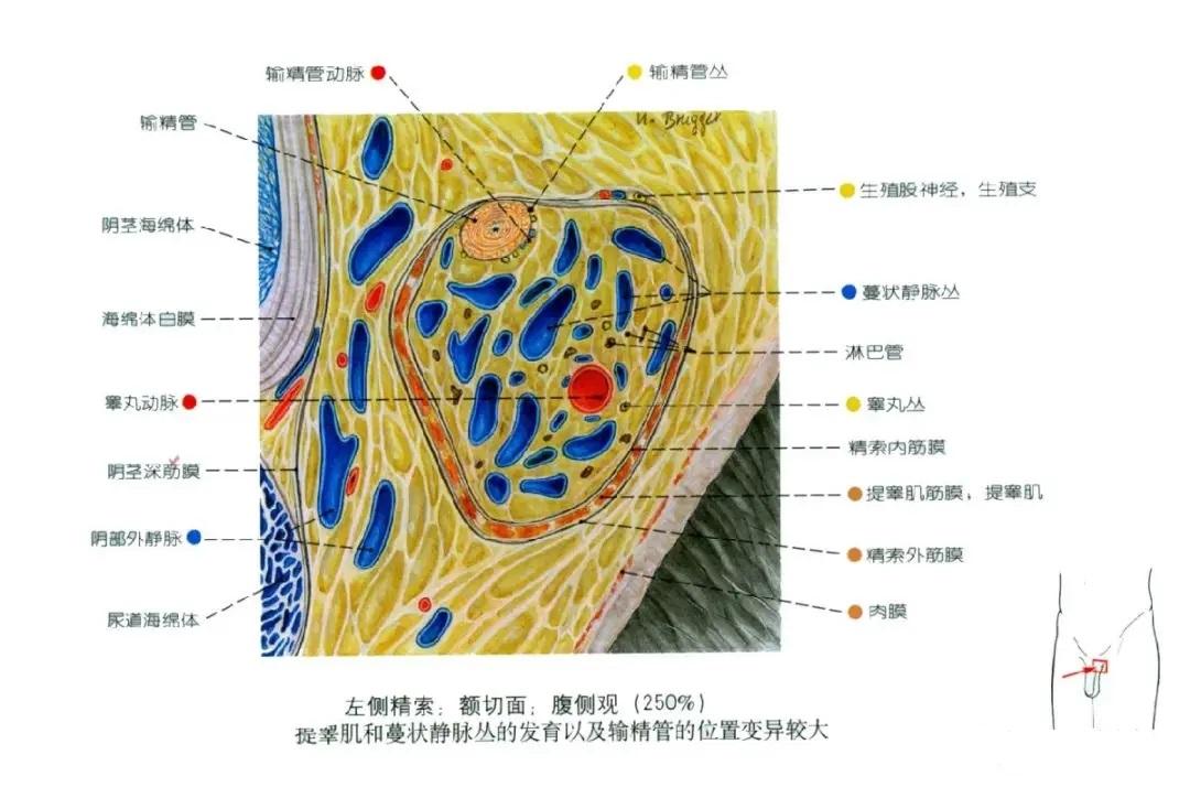 生殖系统解剖图示注解 - 知乎
