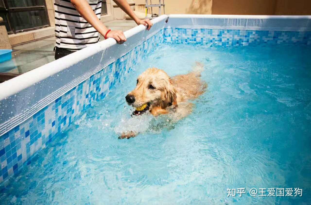 狗 动物 水 - Pixabay上的免费照片 - Pixabay