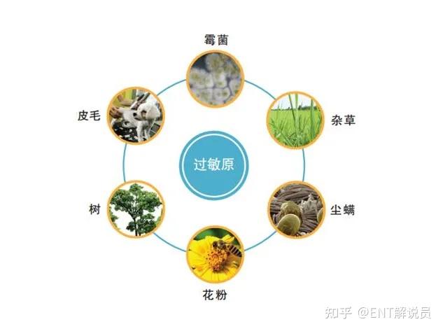 世界过敏性疾病日:全面认识过敏性疾病,促进健康生活! - 知乎