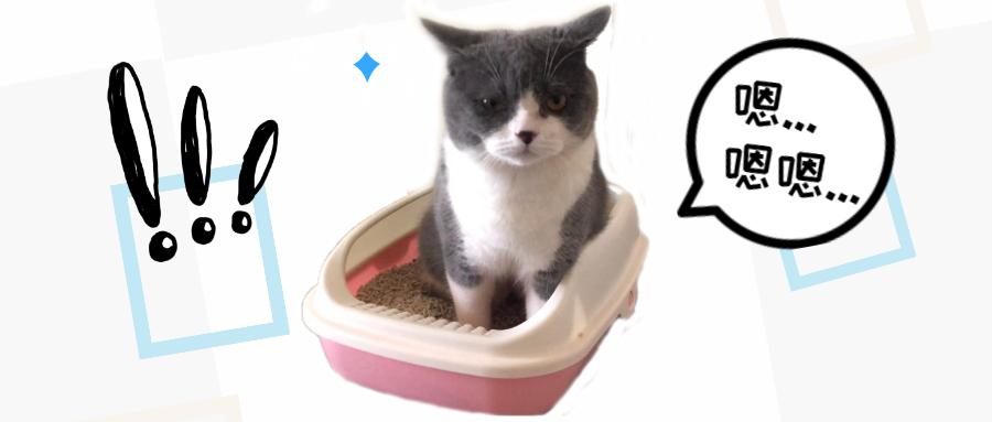 猫咪也会便秘猫从表情上我已经很努力了