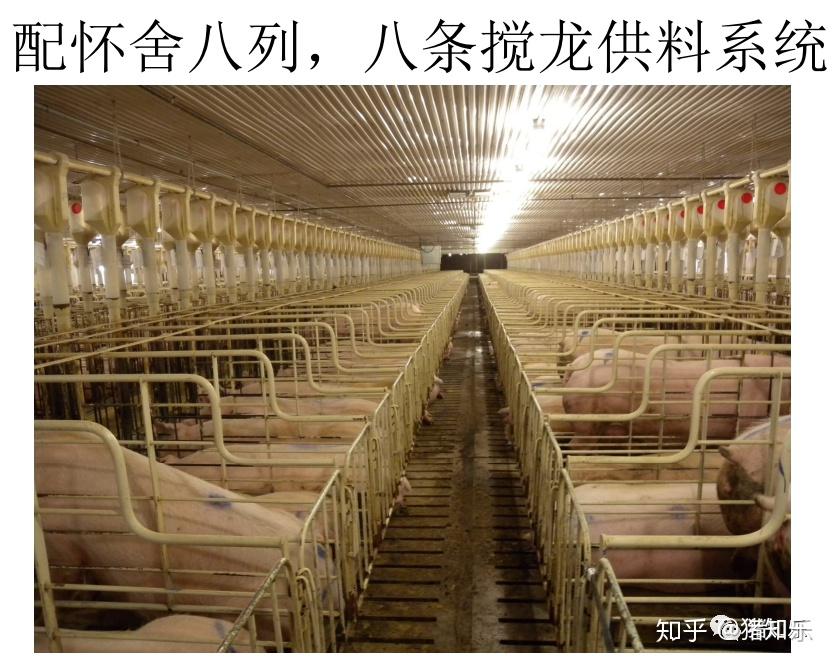 参观学习美国现代化高效养猪场（图文）—猪知乐整理 - 知乎