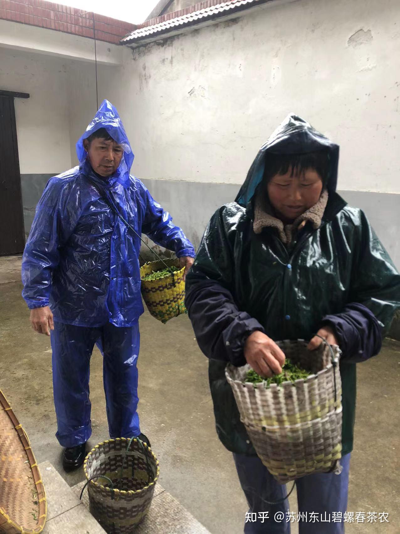 雨天采茶的乐趣…… - 知乎