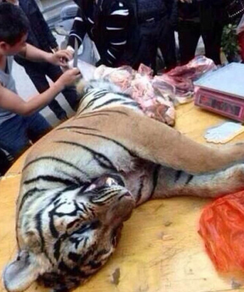 吃烤老虎肉的民族!