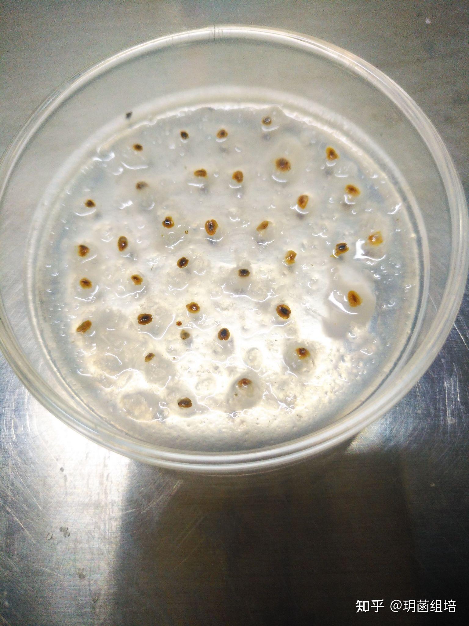 分化培养基上的草莓花药分化愈伤组织形态 - 知乎