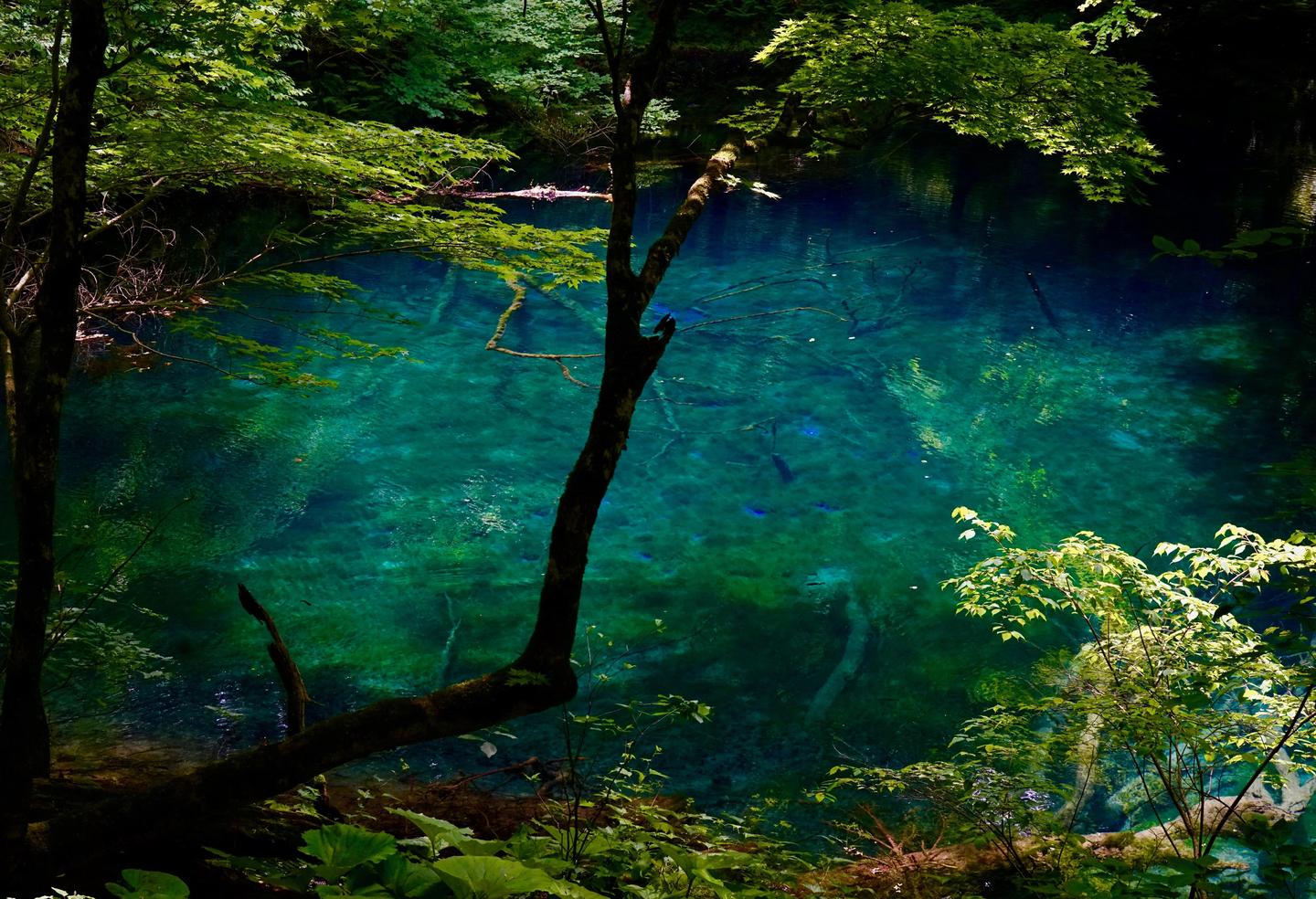 日本的隐秘之森 白神山地十二湖 知乎