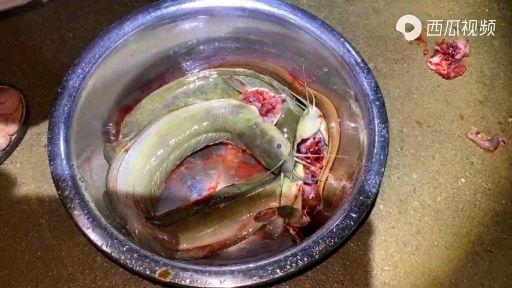 青竹鱼横县鱼生