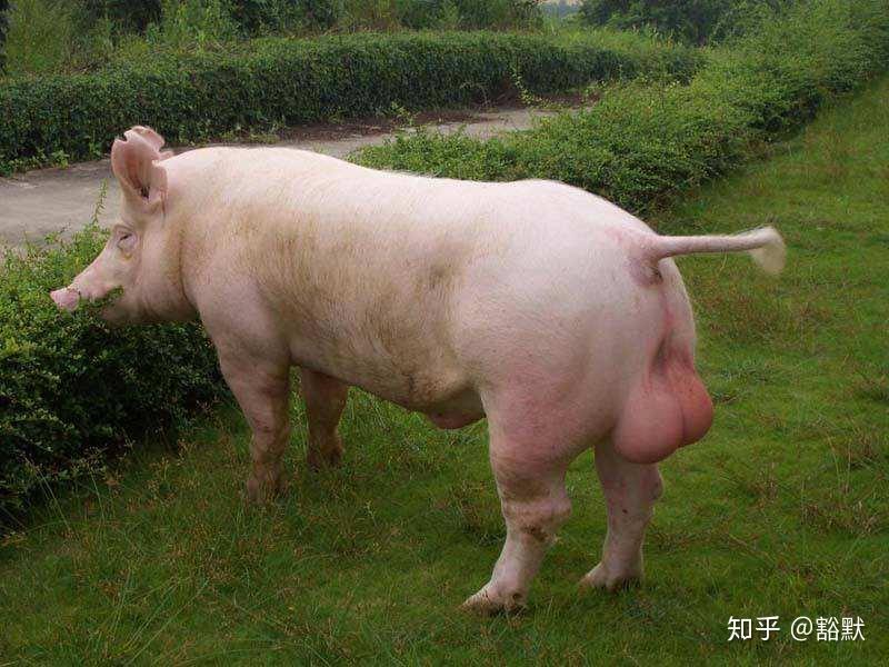 赣活一急蛋绊俚会阉猪线鸡