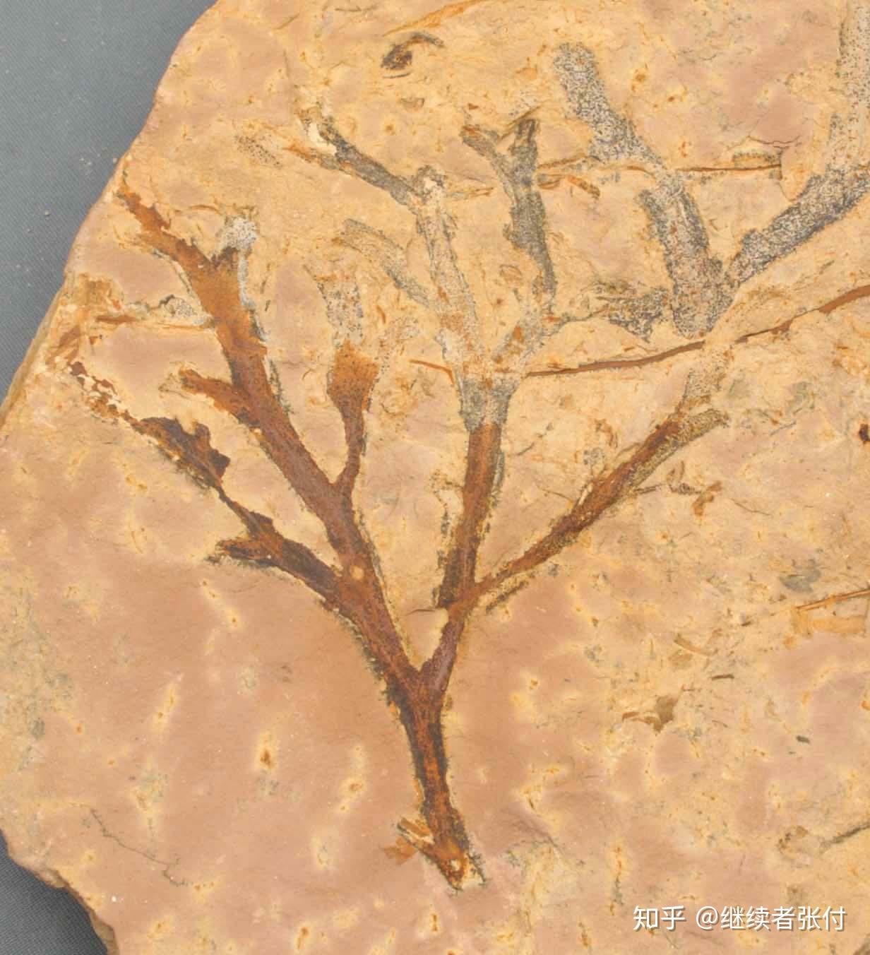 志留纪,生物圈更为关键的一个飞跃是:裸蕨植物psilophyton登陆.