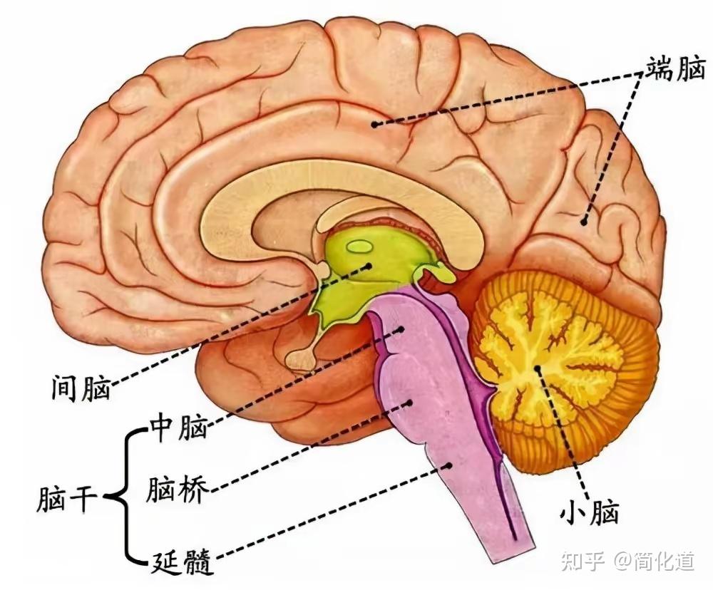 cortex)和一些皮层下的脑组织,如基底神经节(basal ganglia)或称基底