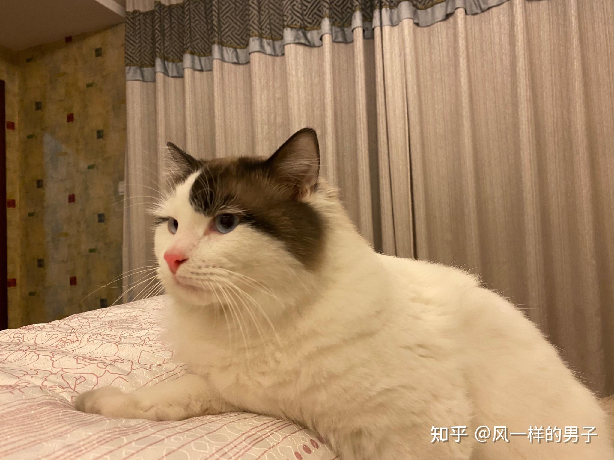 大家看看我这只布偶的面具可以吗?