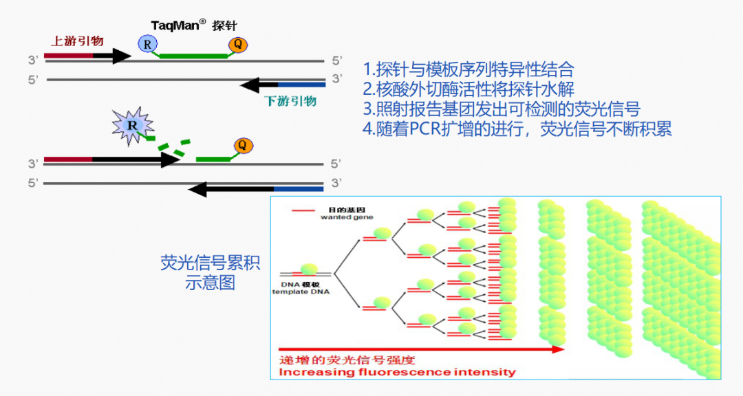 PCR实验室核酸检测的常见问题及异常结果分析 - 知乎