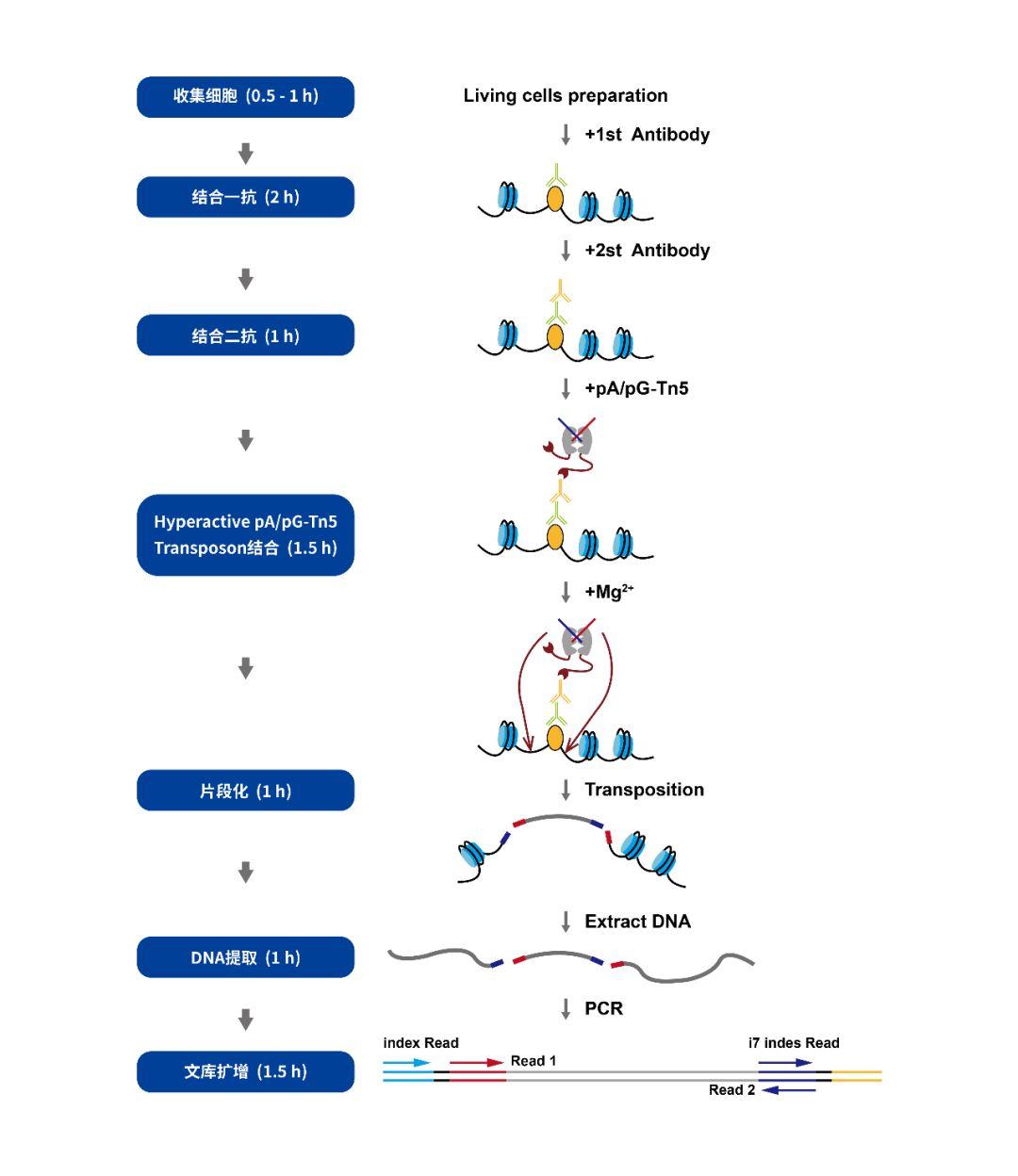 干货 蛋白质DNA互作研究那些你不知道的技术更迭！ 知乎