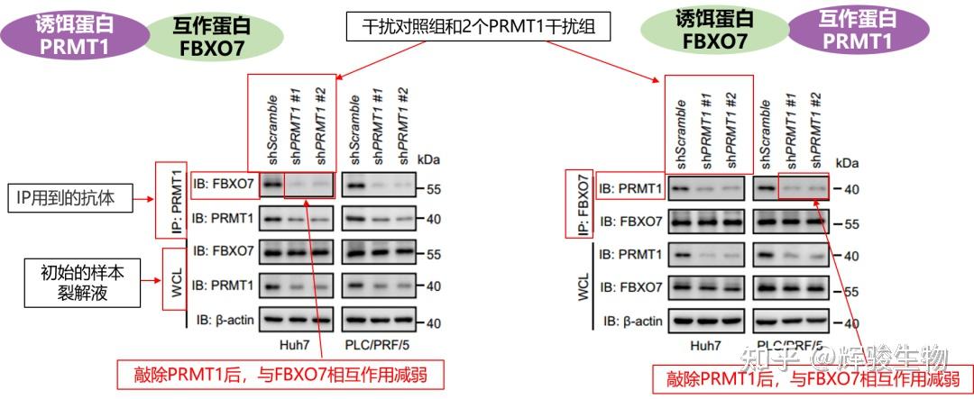 【蛋白互作研究必看】Co-IP 实验设计思路 + 甲基化 / 泛素化实战案例 - 知乎