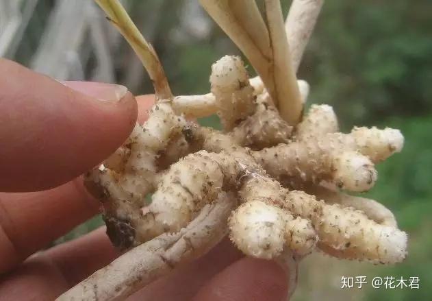 兰花的龙根苗龙蛋以及品种变异的探讨