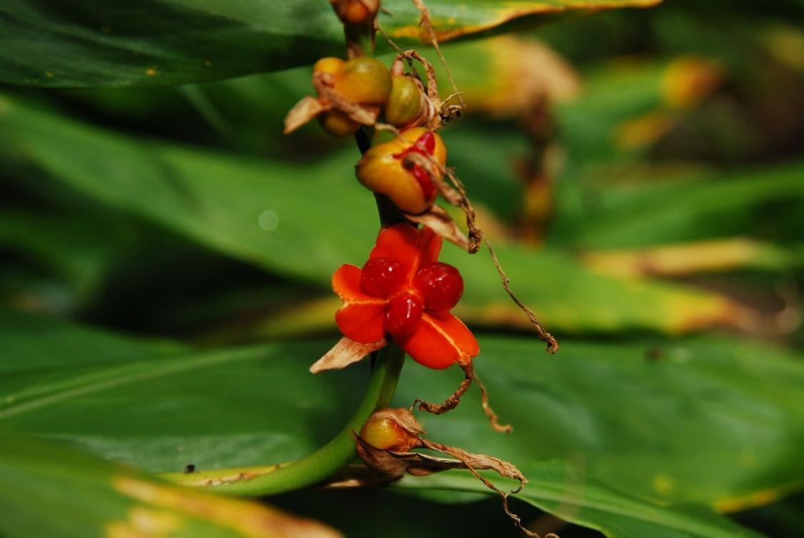 极具发展前景的野生花卉滇姜花 - 知乎