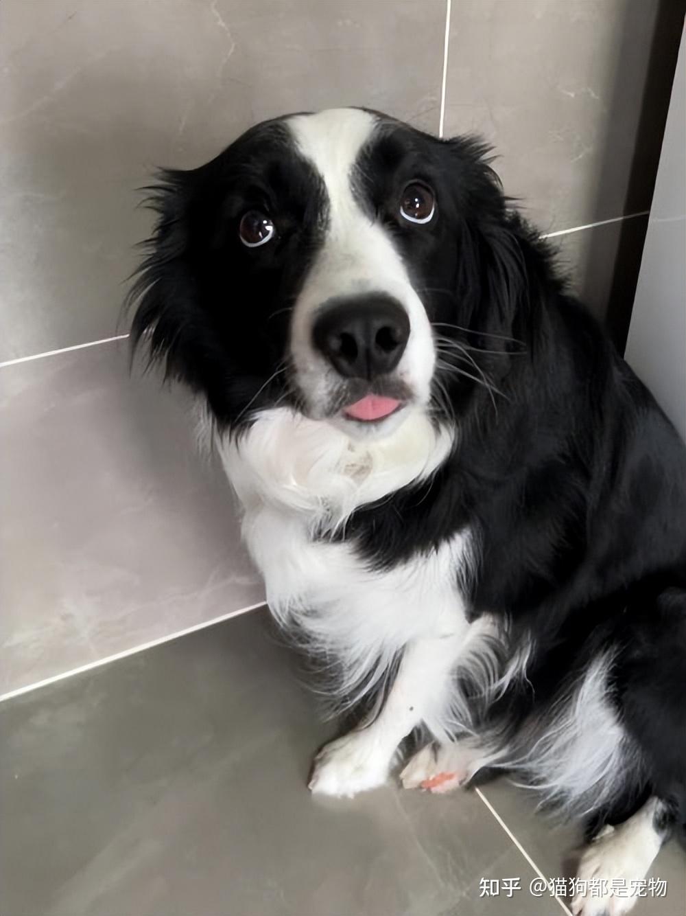 狗狗智商排行榜：最“聪明” 的狗和最“愚蠢” 的狗，你养了吗？ - 知乎