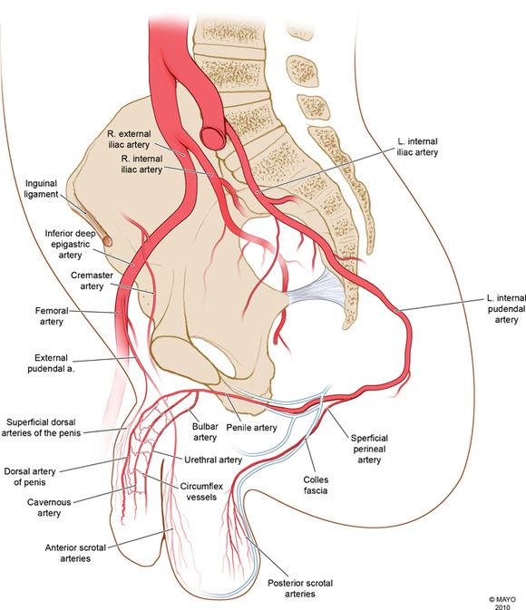 切开这区域就是会阴,可以看血管(红色动脉,蓝色静脉)从坐骨内面出来