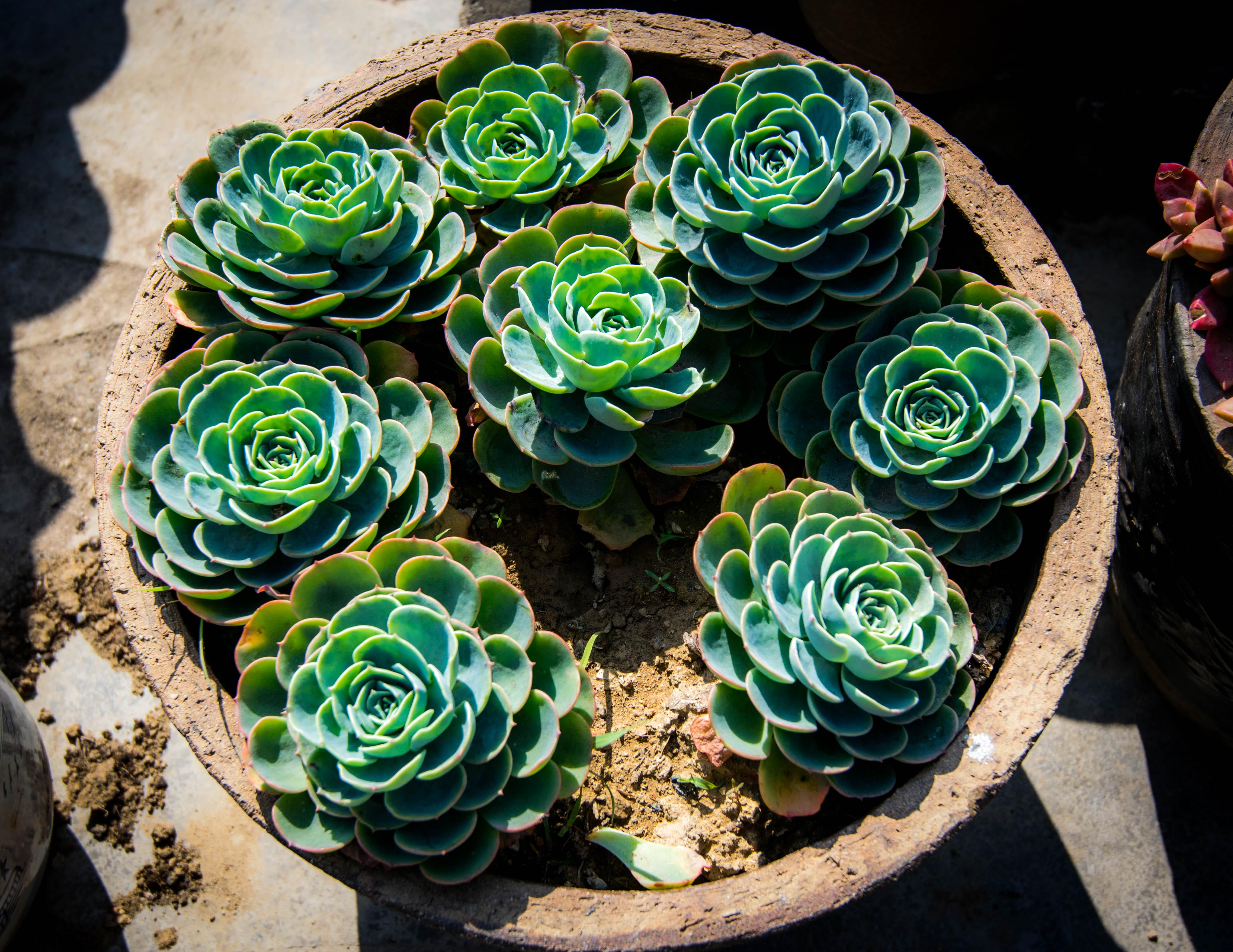 一起来养莲花掌属吧