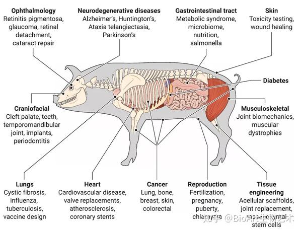 重磅综述：猪作为生物医学模型的重要性 - 知乎