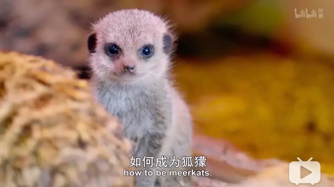 bbc动物幼崽的纪录片图片