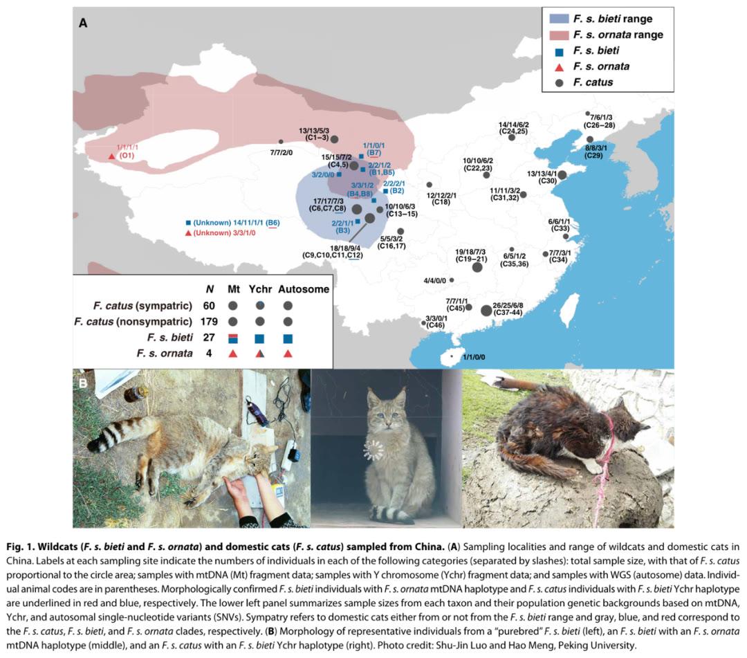 该研究收集了来自中国23个地点的239个远交家猫个体的血液,组织或唾液