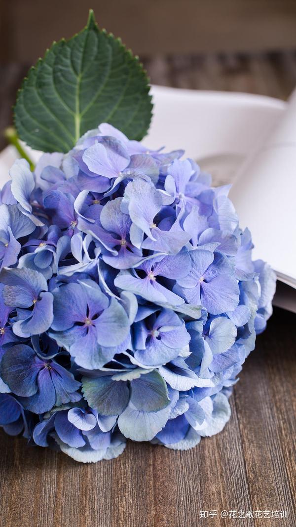 新鲜绣球花如何保养 这几个技巧 轻松养到爆盆 绣球花怎么在花瓶里养 德涵网