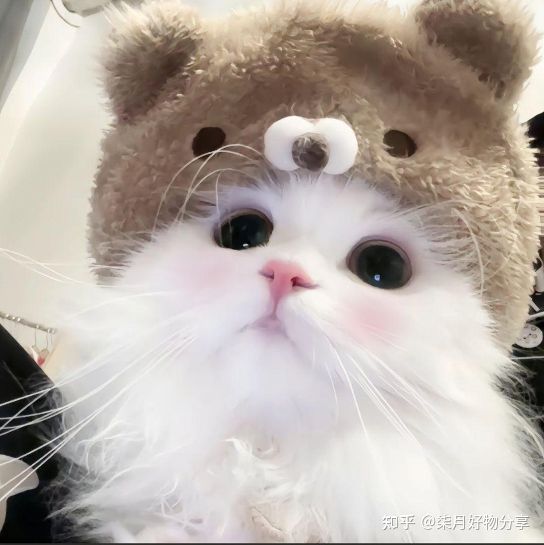 超级超级可爱的猫猫图~喵喵喵 - 知乎