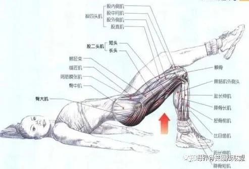 臀桥肌肉图解图片