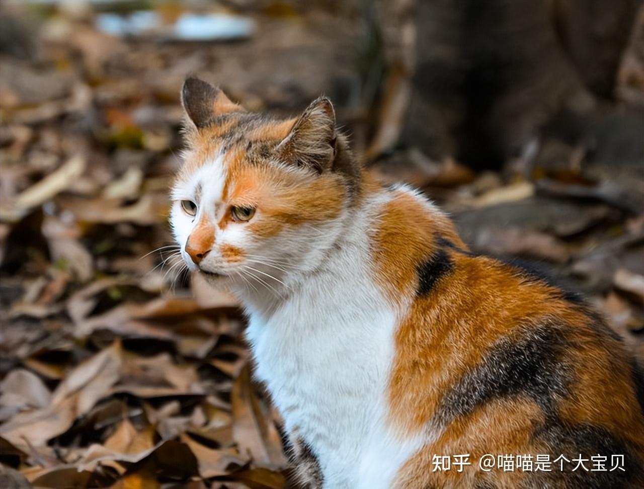 为什么“三花猫”很多人养?网友:养了就不换! - 知乎