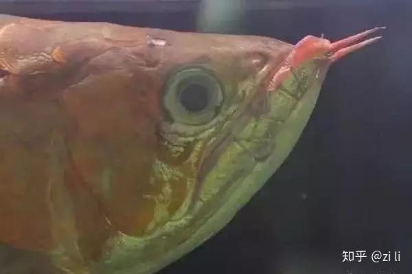 兜嘴:龙鱼下颚比上颚长,地包天的轻微表现.