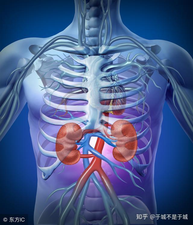 肾和腰的位置图片图片